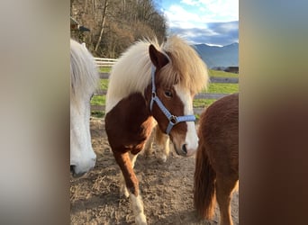 IJslander, Merrie, 5 Jaar, 131 cm, Gevlekt-paard