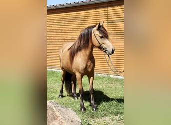 IJslander, Merrie, 5 Jaar, 136 cm, Buckskin