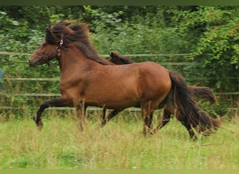 IJslander, Merrie, 5 Jaar, 137 cm, Bruin