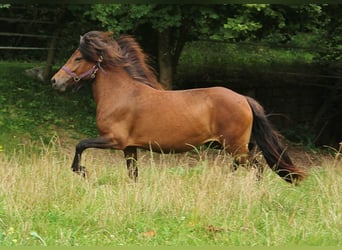 IJslander, Merrie, 5 Jaar, 137 cm, Bruin