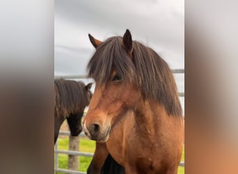 IJslander, Merrie, 5 Jaar, 138 cm, Brauner