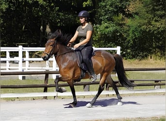 IJslander, Merrie, 5 Jaar, 138 cm, Bruin