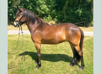 IJslander, Merrie, 5 Jaar, 138 cm, Bruin