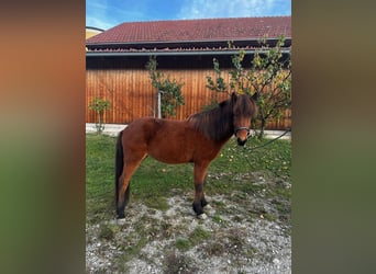 IJslander, Merrie, 5 Jaar, 138 cm, Bruin