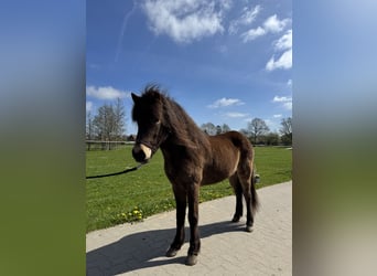 IJslander, Merrie, 5 Jaar, 138 cm, Buckskin