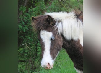 IJslander, Merrie, 5 Jaar, 138 cm, Gevlekt-paard