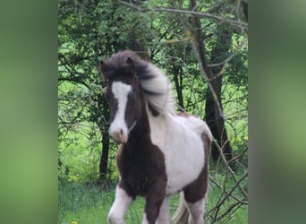 IJslander, Merrie, 5 Jaar, 138 cm, Gevlekt-paard