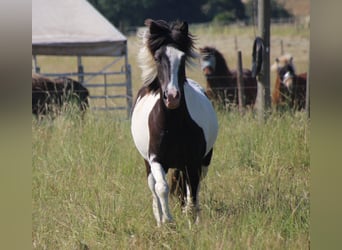 IJslander, Merrie, 5 Jaar, 138 cm, Gevlekt-paard