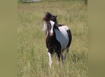 IJslander, Merrie, 5 Jaar, 138 cm, Gevlekt-paard
