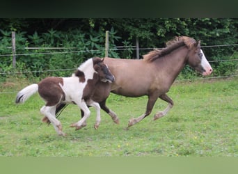 IJslander, Merrie, 5 Jaar, 138 cm, Gevlekt-paard