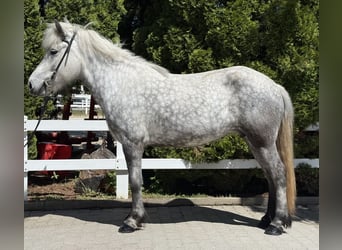 IJslander, Merrie, 5 Jaar, 138 cm, Schimmel
