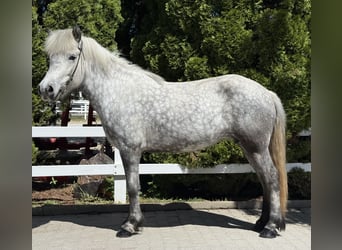IJslander, Merrie, 5 Jaar, 138 cm, Schimmel
