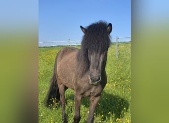 IJslander, Merrie, 5 Jaar, 138 cm, Zwart