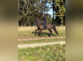 IJslander, Merrie, 5 Jaar, 138 cm, Zwart