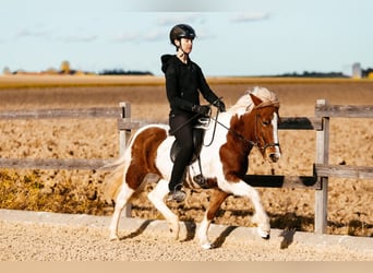 IJslander, Merrie, 5 Jaar, 139 cm, Gevlekt-paard