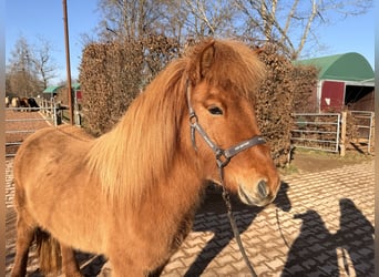 IJslander, Merrie, 5 Jaar, 140 cm, Falbe