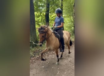 IJslander, Merrie, 5 Jaar, 140 cm, Falbe