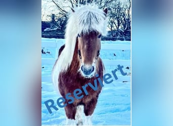 IJslander, Merrie, 5 Jaar, 140 cm, Gevlekt-paard