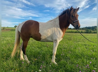 IJslander, Merrie, 5 Jaar, 140 cm, Gevlekt-paard