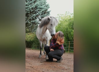 IJslander, Merrie, 5 Jaar, 140 cm, Schimmel