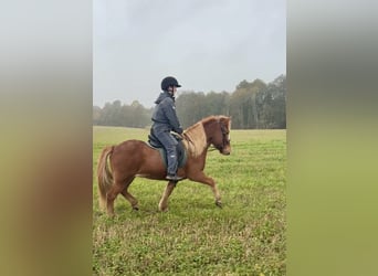 IJslander, Merrie, 5 Jaar, 140 cm, Vos