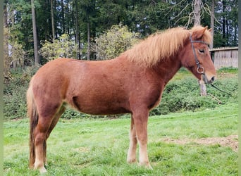IJslander, Merrie, 5 Jaar, 140 cm, Vos