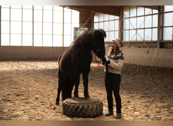 IJslander, Merrie, 5 Jaar, 140 cm, Zwart