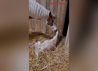 IJslander, Merrie, 5 Jaar, 141 cm, Gevlekt-paard