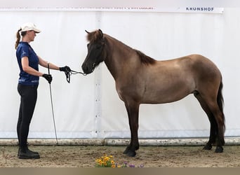 IJslander, Merrie, 5 Jaar, 142 cm, Falbe