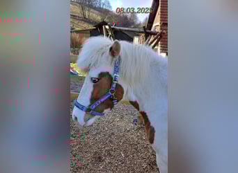 IJslander, Merrie, 5 Jaar, 142 cm, Gevlekt-paard