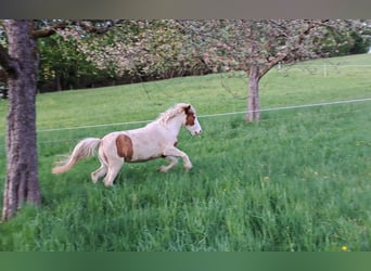 IJslander, Merrie, 5 Jaar, 142 cm, Gevlekt-paard