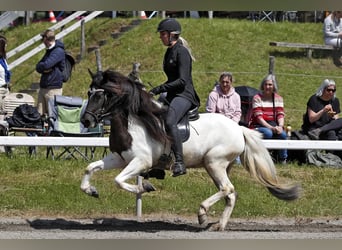 IJslander, Merrie, 5 Jaar, 142 cm, Gevlekt-paard