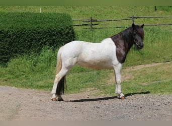 IJslander, Merrie, 5 Jaar, 142 cm, Gevlekt-paard