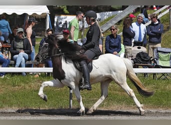 IJslander, Merrie, 5 Jaar, 142 cm, Gevlekt-paard