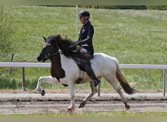 IJslander, Merrie, 5 Jaar, 142 cm, Gevlekt-paard