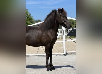 IJslander, Merrie, 5 Jaar, 142 cm, Zwart