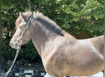 IJslander, Merrie, 5 Jaar, 142 cm, Zwart