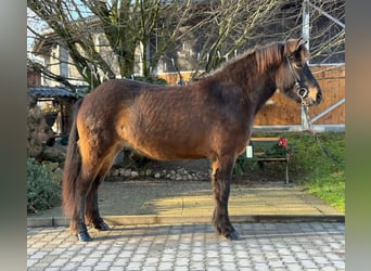 IJslander, Merrie, 5 Jaar, 143 cm, Bruin