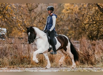 IJslander, Merrie, 5 Jaar, 145 cm, Gevlekt-paard