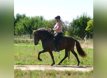 IJslander, Merrie, 5 Jaar, 146 cm, Zwart