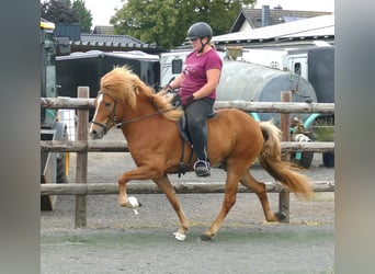 IJslander, Merrie, 5 Jaar, 147 cm, Vos