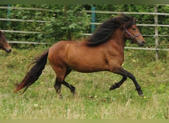 IJslander, Merrie, 5 Jaar, Bruin