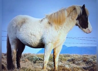 IJslander, Merrie, 5 Jaar, Gevlekt-paard