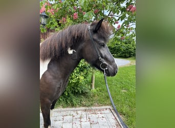 IJslander, Merrie, 5 Jaar, Gevlekt-paard