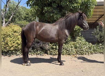 IJslander, Merrie, 6 Jaar, 132 cm