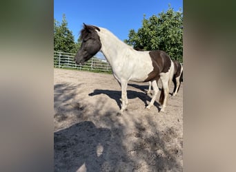 IJslander, Merrie, 6 Jaar, 133 cm, Gevlekt-paard