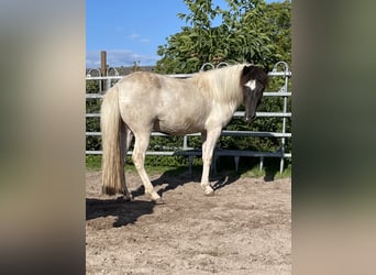 IJslander, Merrie, 6 Jaar, 133 cm, Gevlekt-paard