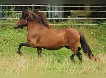 IJslander, Merrie, 6 Jaar, 137 cm, Bruin