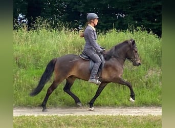 IJslander, Merrie, 6 Jaar, 137 cm, Donkerbruin