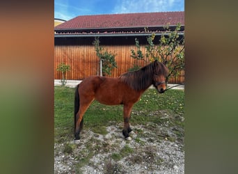 IJslander, Merrie, 6 Jaar, 138 cm, Bruin